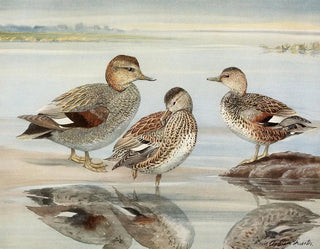 Canard siffleur - Louis Agassiz Fuertes — visning af kunstværket