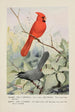 Glory le cardinal Kitty le moqueur chat - Louis Agassiz Fuertes — visning af kunstværket