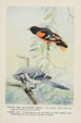 Goldie l'oriole de Baltimore Sammy le geai - Louis Agassiz Fuertes — visning af kunstværket