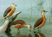 Dendrocygne siffleur, dendrocygne d'Amérique, dendrocygne fauve - Louis Agassiz Fuertes — visning af kunstværket