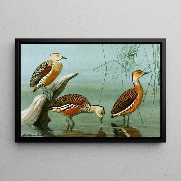 Dendrocygne siffleur, dendrocygne d'Amérique, dendrocygne fauve - Louis Agassiz Fuertes — indrammet kunstværk på væggen