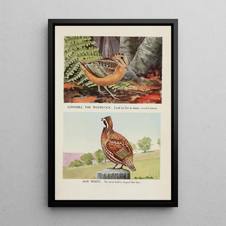 Louis Agassiz Fuertes - Longbill the Woodcock Bob White.webp