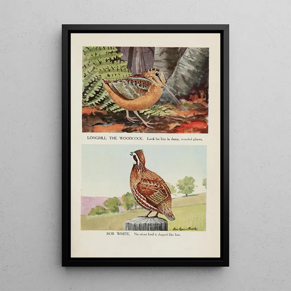 Louis Agassiz Fuertes - Longbill the Woodcock Bob White.webp