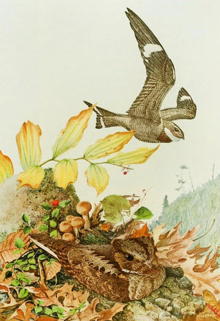 Louis Agassiz Fuertes - NighthawkWhipPoorWill.webp