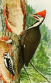 Pic à tête rouge Pic mineur - Louis Agassiz Fuertes — visning af kunstværket