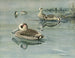 Canard à oreilles roses - Louis Agassiz Fuertes — visning af kunstværket