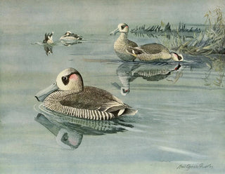 Canard à oreilles roses - Louis Agassiz Fuertes — visning af kunstværket