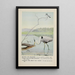 Rattles le Martin-pêcheur Teeter le Chevalier grivelé Longlegs le Grand Héron bleu - Louis Agassiz Fuertes — indrammet kunstværk på væggen