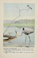 Rattles le Martin-pêcheur Teeter le Chevalier grivelé Longlegs le Grand Héron bleu - Louis Agassiz Fuertes — visning af kunstværket