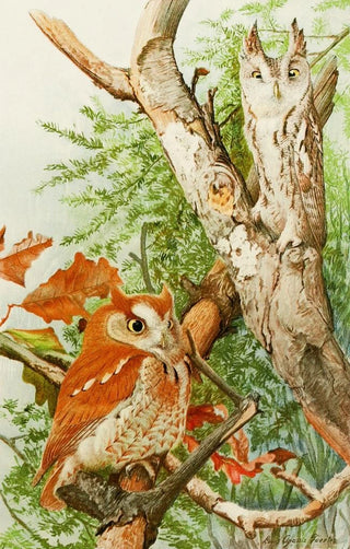Louis Agassiz Fuertes - Screech Owl.webp