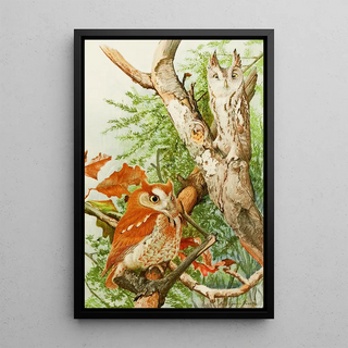 Louis Agassiz Fuertes - Screech Owl.webp