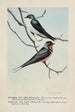 Skimmer l'Hirondelle bicolore Forktail l'Hirondelle rustique - Louis Agassiz Fuertes — visning af kunstværket