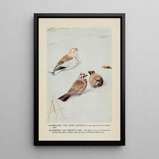 Louis Agassiz Fuertes - Snowflake the Snow Bunting Wanderer the Horned Lark.webp