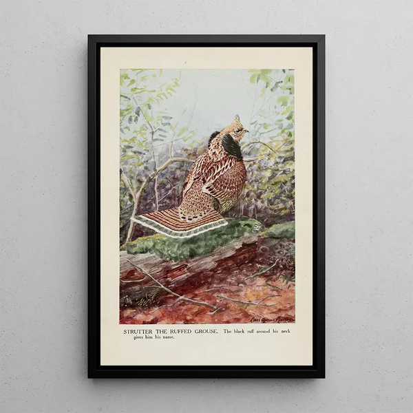 Louis Agassiz Fuertes - Strutter the Ruffed Grouse.webp