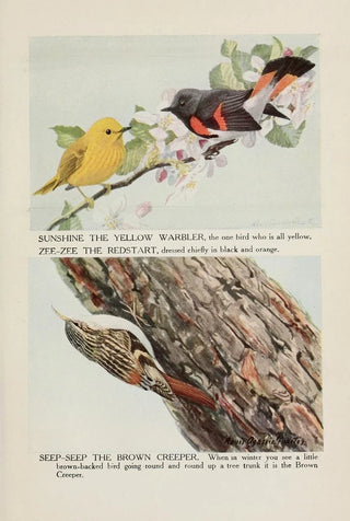 Louis Agassiz Fuertes - Sunshine the Yellow Warbler ZeeZee the Redstart SeepSeep the Brown Creeper.webp