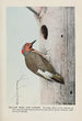 Yellow Wing le Pic flamboyant - Louis Agassiz Fuertes — visning af kunstværket