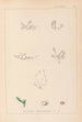 Herbier de la flore française Pl0001 - Louis Antoine Cusin — visning af kunstværket