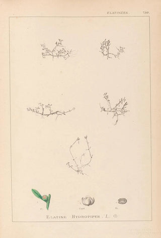 Louis Antoine Cusin - Herbier de la flore franaise Pl0001.webp