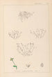 Herbier de la flore française Pl0002 - Louis Antoine Cusin — visning af kunstværket