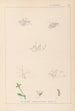 Herbier de la flore française Pl0003 - Louis Antoine Cusin — visning af kunstværket