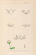 Herbier de la flore française Pl0004 - Louis Antoine Cusin — visning af kunstværket