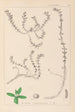 Herbier de la flore française Pl0006 - Louis Antoine Cusin — visning af kunstværket