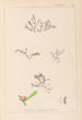 Herbier de la flore française Pl0007 - Louis Antoine Cusin — visning af kunstværket
