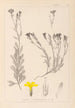 Herbier de la flore française Pl0009 - Louis Antoine Cusin — visning af kunstværket
