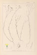 Herbier de la flore française Pl0010 - Louis Antoine Cusin — visning af kunstværket