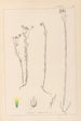 Herbier de la flore française Pl0011 - Louis Antoine Cusin — visning af kunstværket