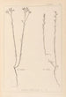 Herbier de la flore française Pl0012 - Louis Antoine Cusin — visning af kunstværket
