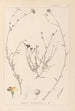 Herbier de la flore française Pl0013 - Louis Antoine Cusin — visning af kunstværket