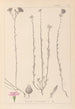 Herbier de la flore française Pl0014 - Louis Antoine Cusin — visning af kunstværket