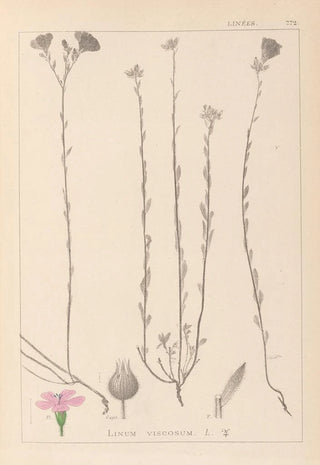 Louis Antoine Cusin - Herbier de la flore franaise Pl0014.webp