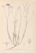 Herbier de la flore française Pl0015 - Louis Antoine Cusin — visning af kunstværket