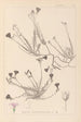 Herbier af den franske flora Pl0016 - Louis Antoine Cusin — visning af kunstværket