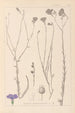 Herbier de la flore française Pl0017 - Louis Antoine Cusin — visning af kunstværket
