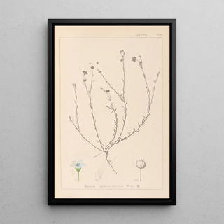 Louis Antoine Cusin - Herbier de la flore franaise Pl0018.webp