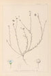 Herbier de la flore française Pl0018 - Louis Antoine Cusin — visning af kunstværket