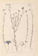 Herbier de la flore française Pl0019 - Louis Antoine Cusin — visning af kunstværket