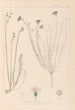 Herbier de la flore française Pl0020 - Louis Antoine Cusin — visning af kunstværket