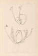 Herbier af den franske flora Pl0021 - Louis Antoine Cusin — visning af kunstværket
