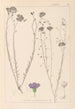 Herbier de la flore française Pl0022 - Louis Antoine Cusin — visning af kunstværket