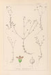 Herbier de la flore française Pl0023 - Louis Antoine Cusin — visning af kunstværket