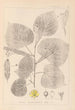 Herbier de la flore française Pl0025 - Louis Antoine Cusin — visning af kunstværket