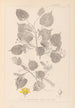 Herbier de la flore française Pl0026 - Louis Antoine Cusin — visning af kunstværket