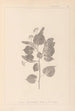 Herbier de la flore française Pl0027 - Louis Antoine Cusin — visning af kunstværket