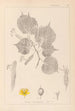 Herbier de la flore française Pl0028 - Louis Antoine Cusin — visning af kunstværket