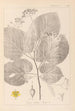Herbier af den franske flora Pl0029 - Louis Antoine Cusin — visning af kunstværket