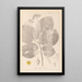 Herbier af den franske flora Pl0029 - Louis Antoine Cusin — indrammet kunstværk på væggen